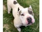 Adopt RHYTHM* a Pit Bull Terrier