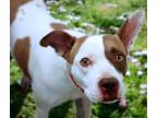 Adopt COCONUT a Pit Bull Terrier, Mixed Breed