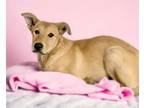 Adopt BLONDIE* a German Shepherd Dog, Mixed Breed