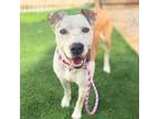 Adopt CERSEI LANNISTER* a Pit Bull Terrier