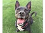 Adopt LESLIE* a Australian Kelpie, Mixed Breed