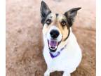 Adopt ROSE TICO* a German Shepherd Dog, Border Collie