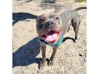 Adopt BIRDIE* a Pit Bull Terrier