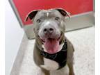 Adopt BOUJIE a Pit Bull Terrier