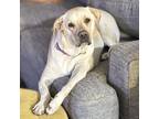 Adopt LUNA a Labrador Retriever, Shar-Pei