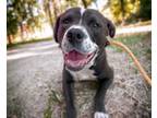 Adopt DAWN* a Pit Bull Terrier, Mixed Breed