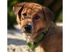 Adopt CLEMENTINE a German Shepherd Dog, Mixed Breed
