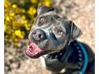 Adopt LYNLEY* a Pit Bull Terrier