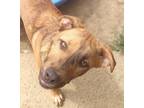 Adopt Bud a Shepherd (Unknown Type) / Mixed Breed (Medium) / Mixed dog in