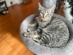 Adopt Bacon a Domestic Shorthair / Mixed (short coat) cat in Kettering