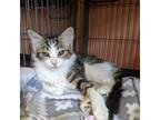 Adopt PICKLES / MAYO a Domestic Mediumhair / Mixed (short coat) cat in Battle