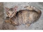 Adopt Raisinet a Brown Tabby Domestic Shorthair / Mixed (short coat) cat in