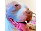 Adopt Claire a Pit Bull Terrier