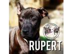 Adopt Rupert James Parsons a Tan/Yellow/Fawn American Pit Bull Terrier dog in