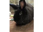 Adopt Percy a Satin rabbit in Mattawan, MI (38623075)