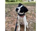 Adopt Dottie a Black Terrier (Unknown Type, Small) / Mixed Breed (Medium) /