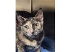 Adopt Carolina a Tortoiseshell Domestic Shorthair / Mixed (short coat) cat in