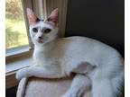 Adopt Confetti a Calico or Dilute Calico Domestic Shorthair / Mixed (short coat)