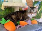 Adopt GWEN a Domestic Medium Hair