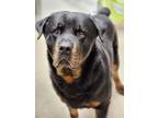 Adopt OTIS a Black - with Tan, Yellow or Fawn Rottweiler / Mixed dog in Oswego