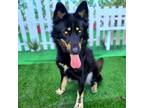 Adopt TATIANA a Siberian Husky, German Shepherd Dog