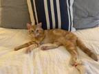 Adopt Autumn a Domestic Shorthair / Mixed cat in New York, NY (38789210)