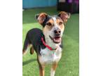 Adopt Biscuit a Terrier (Unknown Type, Medium) / Mixed dog in Oceanside