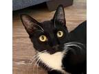 Adopt Birchall a All Black Domestic Shorthair / Mixed cat in Cumming