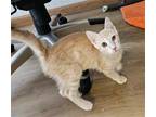 Adopt Butters a Cream or Ivory Domestic Shorthair / Mixed cat in Salt Lake City