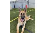 Adopt Hatchi a German Shepherd Dog / Mixed dog in San Diego, CA (38679179)