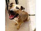 Adopt Monday a Tan/Yellow/Fawn - with Black Black Mouth Cur / American Pit Bull