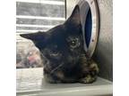 Adopt Chip a Tortoiseshell Domestic Shorthair / Mixed cat in Normal