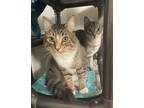 Adopt Fluffy a Domestic Mediumhair / Mixed cat in Santa Rosa, CA (38876422)