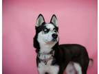 Adopt IRIS a Siberian Husky