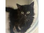 Adopt Whispey a All Black Domestic Mediumhair / Mixed cat in Sedalia