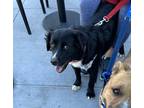 Adopt Pepper a Black - with White Retriever (Unknown Type) / Border Collie dog