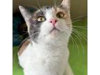 Adopt Sakura a Domestic Short Hair