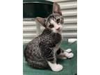 Adopt Mimi a Domestic Shorthair / Mixed (short coat) cat in St.