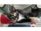 Adopt Newman a Domestic Shorthair / Mixed (short coat) cat in St.