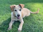Adopt Tori a Australian Cattle Dog / Mixed Breed (Medium) / Mixed dog in