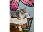 Adopt Saint a Domestic Shorthair / Mixed (short coat) cat in Rome, GA (38851454)