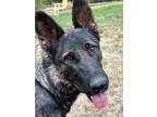 Adopt Lexi a Black - with Tan, Yellow or Fawn German Shepherd Dog / Mixed dog in