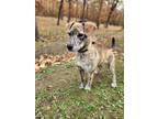 Adopt Lucielle a Brindle Plott Hound dog in Bolivar, MO (38795230)