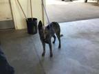 Adopt Dog a Australian Cattle Dog / Blue Heeler