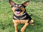 Adopt Dog a Doberman Pinscher, Mixed Breed