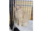 Adopt Almond a Domestic Shorthair cat in mishawaka, IN (38687537)