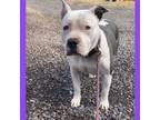 Adopt ZINNIA a Gray/Silver/Salt & Pepper - with Black American Pit Bull Terrier