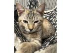 Adopt Aliannah a Brown Tabby Domestic Shorthair / Mixed (short coat) cat in