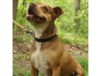 Adopt Daphne a Tan/Yellow/Fawn Mixed Breed (Medium) / Mixed dog in East