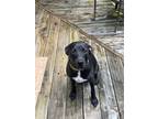 Adopt Sunny a Black - with White Labrador Retriever / Mixed dog in BOCA RATON